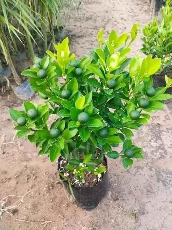 Kumbkot Lime - mature plant reference image 2