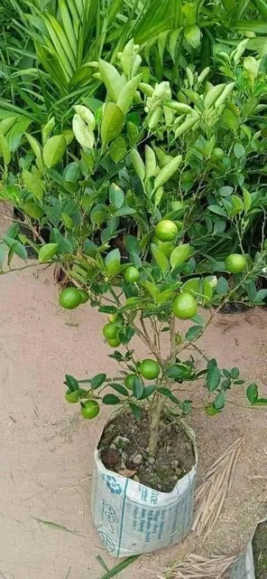 Kolkata Pati — mature plant reference