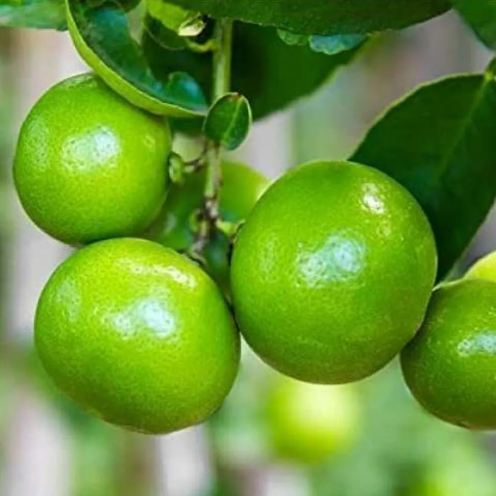 Kolkata Pati - mature plant reference image 2