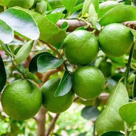 Kolkata Pati - mature plant reference image 3
