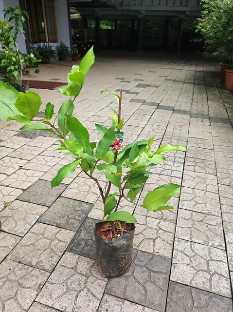 Dalhari — mature plant reference