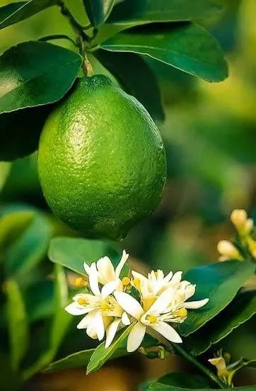 Seedless - mature plant reference image 3
