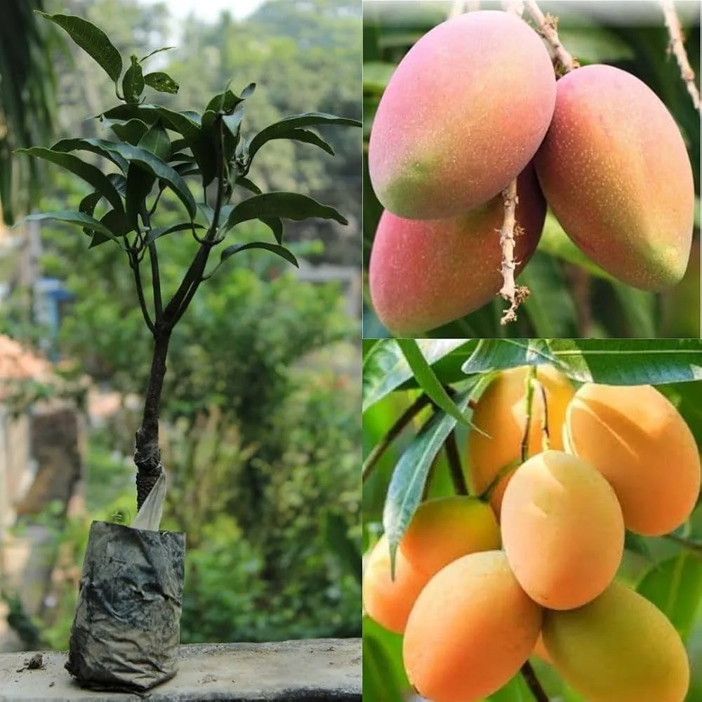 Sade Saat - mature plant reference image 1