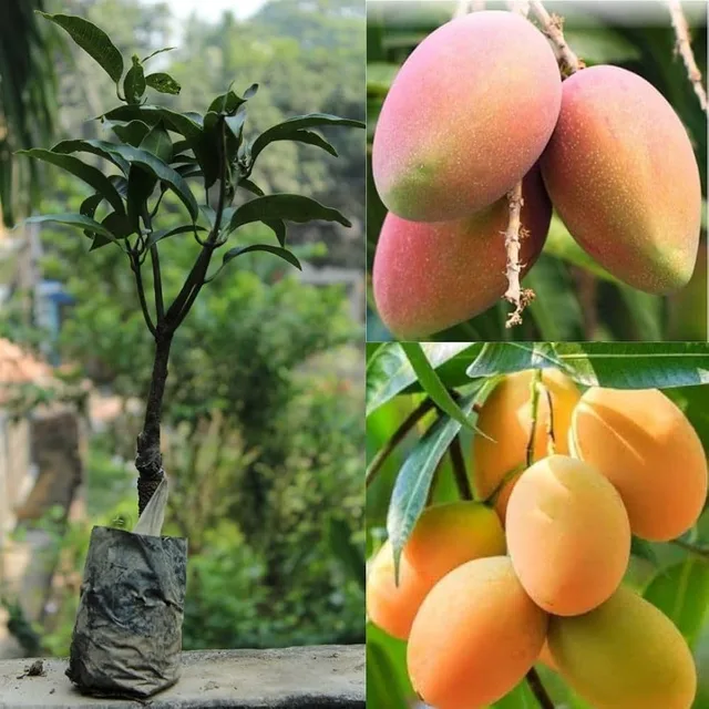 Sade Saat — mature plant reference