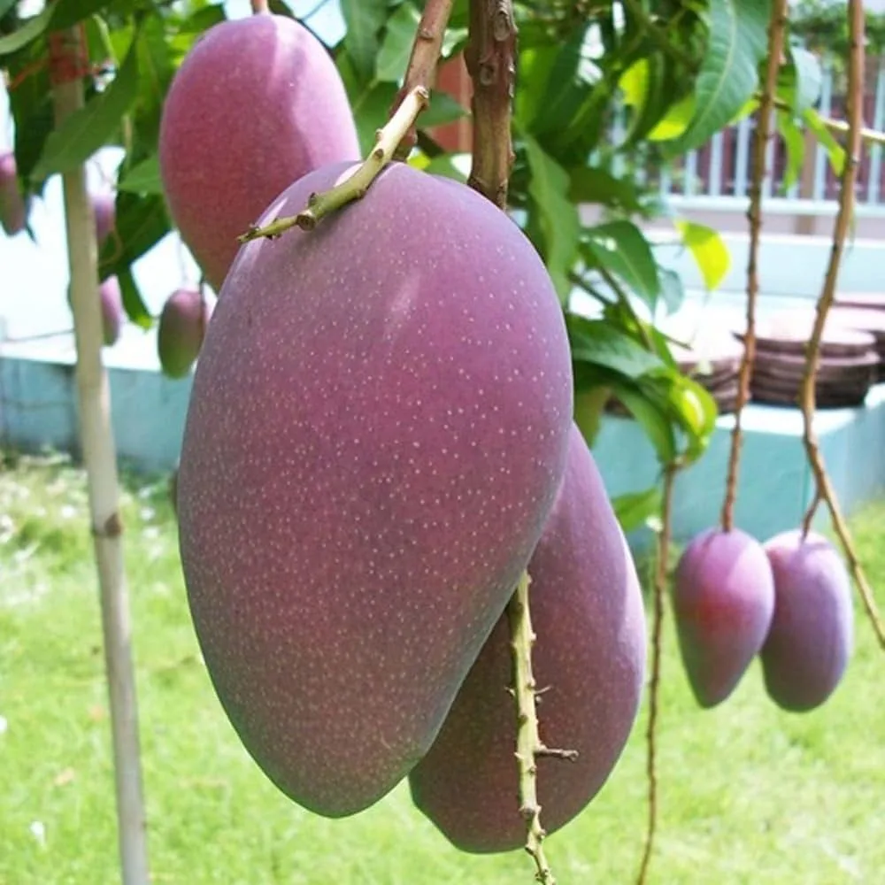 Xi Shi Mango - mature plant reference image 1