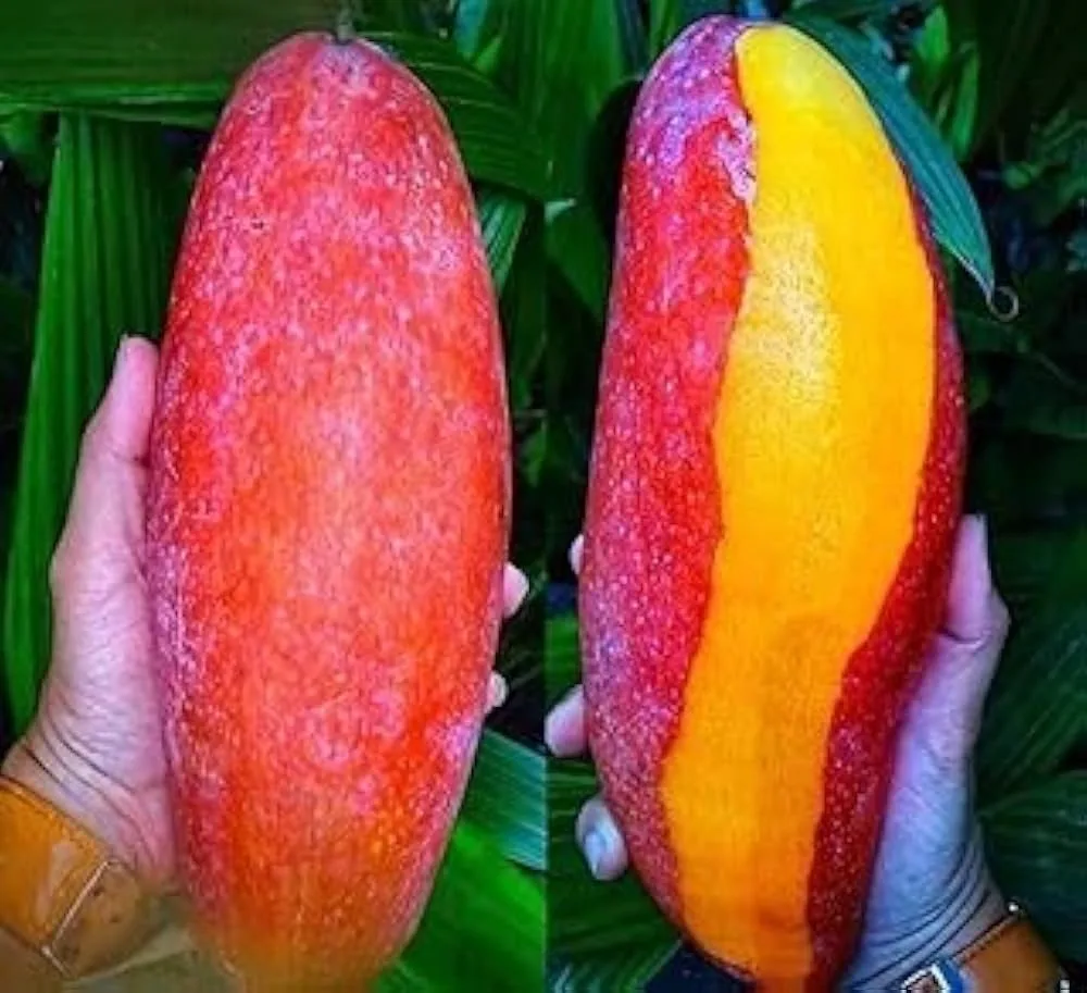 Xi Shi Mango - mature plant reference image 2