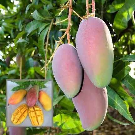 Xi Shi Mango - mature plant reference image 3