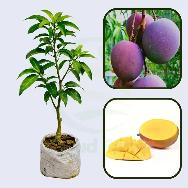 Maya — mature plant reference
