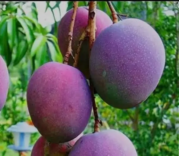 Maya - mature plant reference image 2