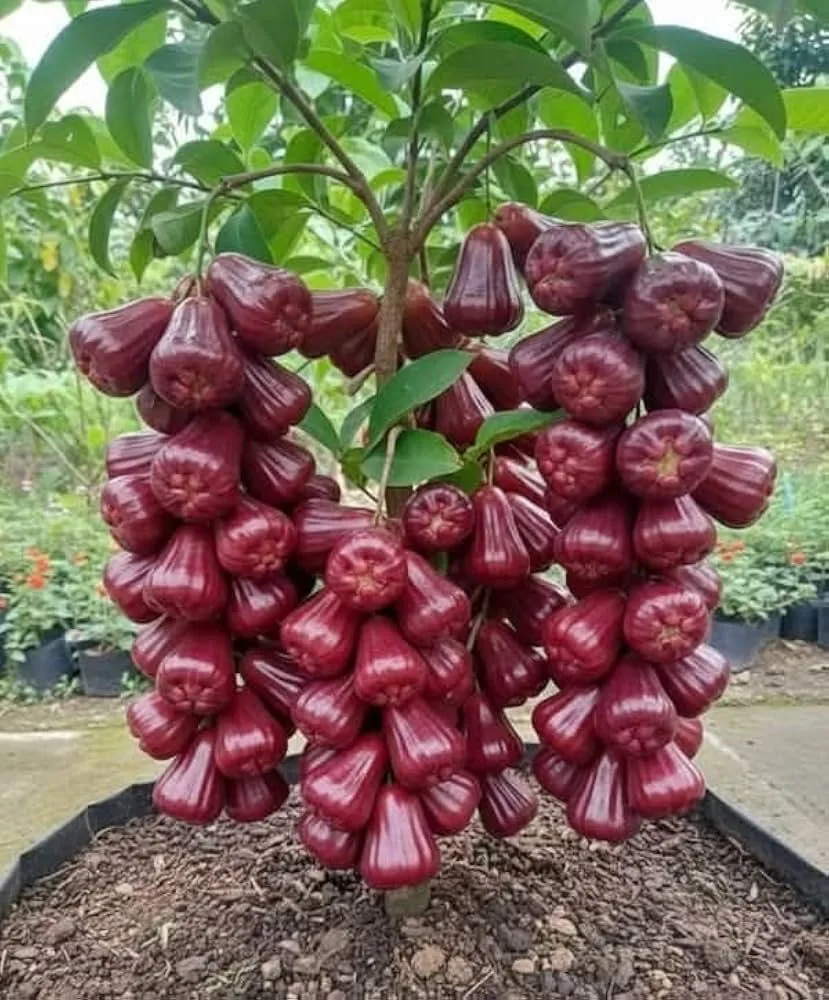 Dalhari - mature plant reference image 2