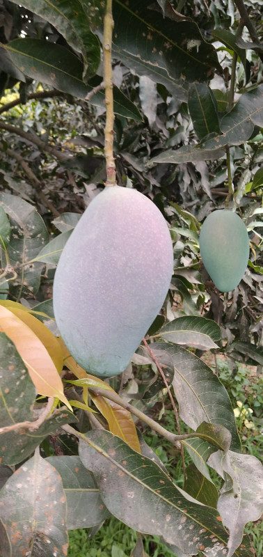 Sensation Mango