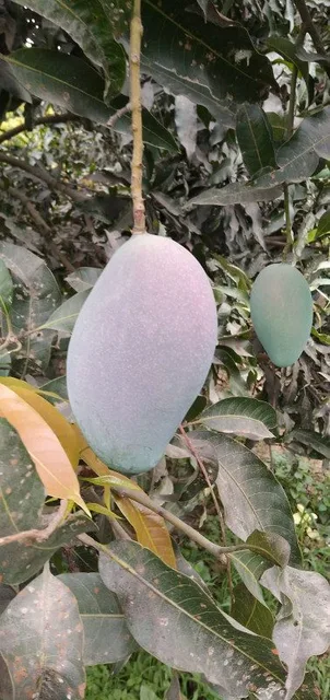 Sensation Mango — mature plant reference