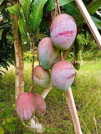 Sensation Mango - mature plant reference image 2