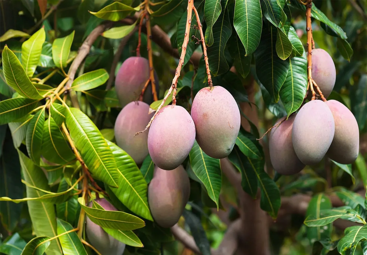 Sensation Mango - mature plant reference image 3