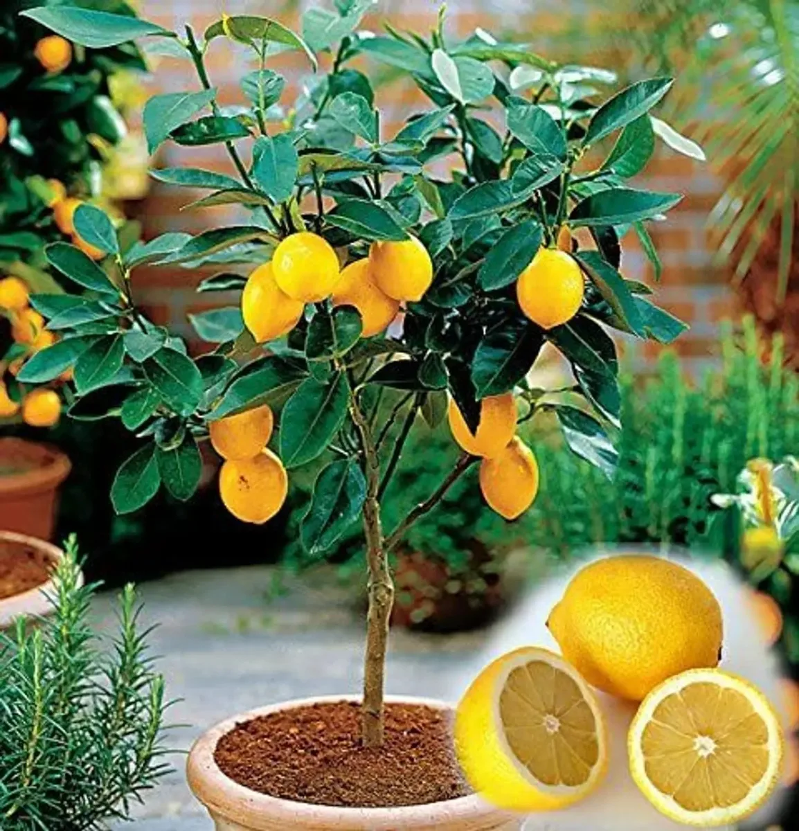 Lamas - mature plant reference image 3