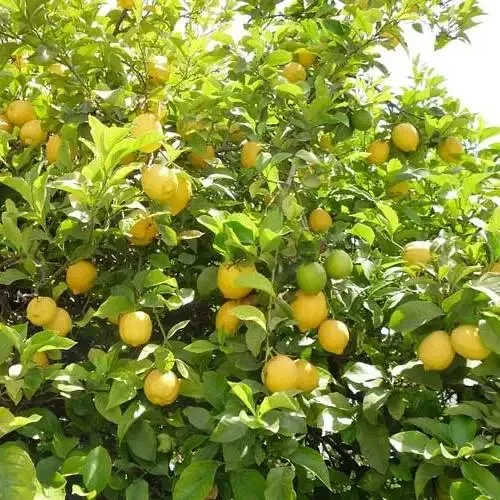 Ureka - mature plant reference image 2