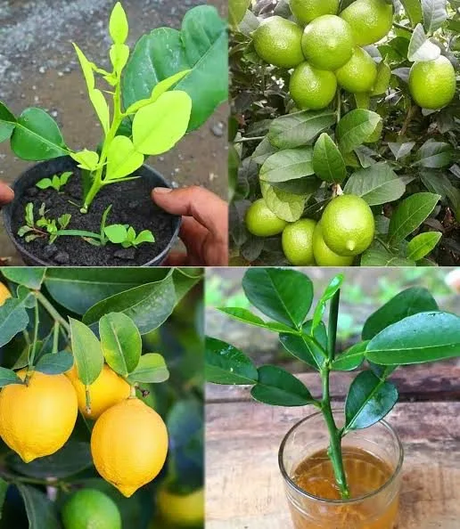 Pau Baromasi - mature plant reference image 3