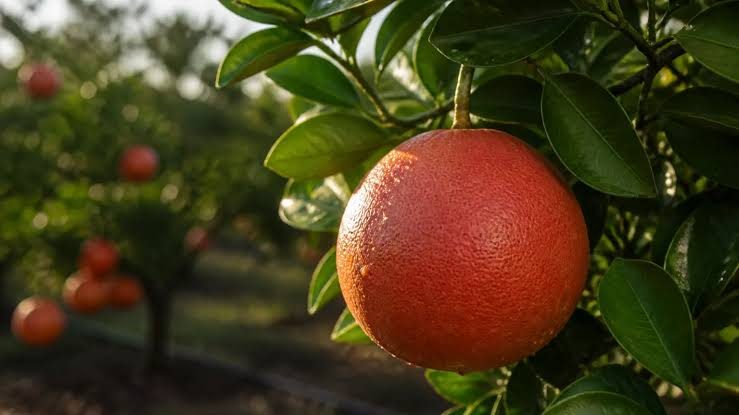Red Grapefruit