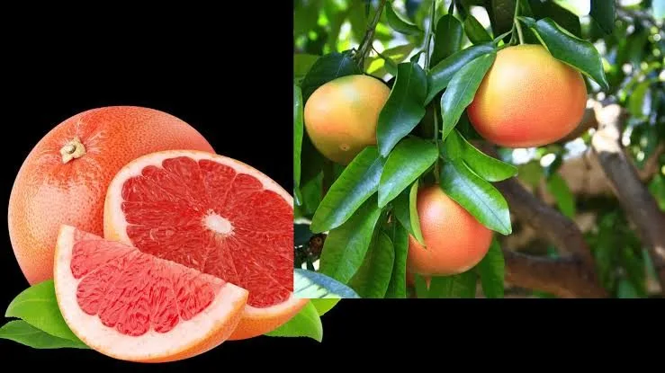 Red Grapefruit - mature plant reference image 2