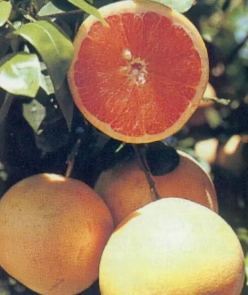 Red blush - mature plant reference image 3