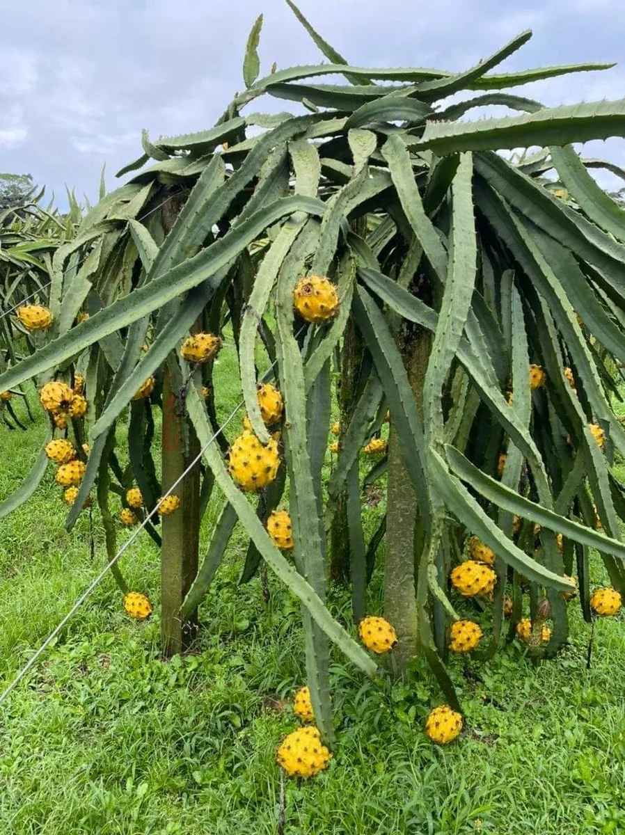 Gold Yellow - mature plant reference image 1