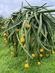 Dragon Fruit