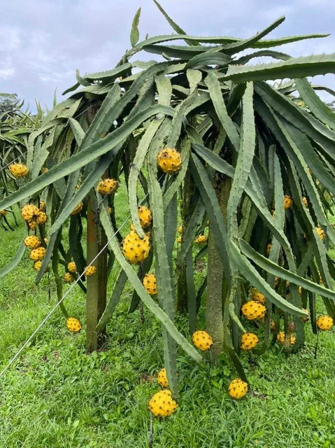 Gold Yellow — mature plant reference