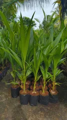 East Coast Tall Coconut