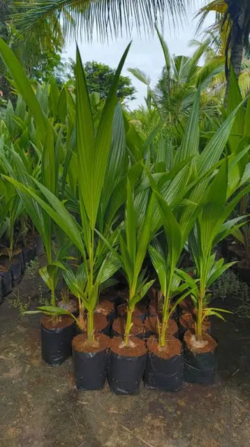 East Coast Tall Coconut — mature plant reference