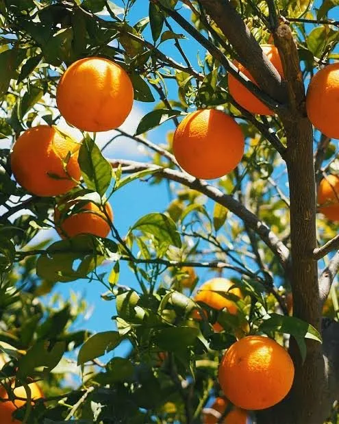 Kurseong Mandarin — mature plant reference