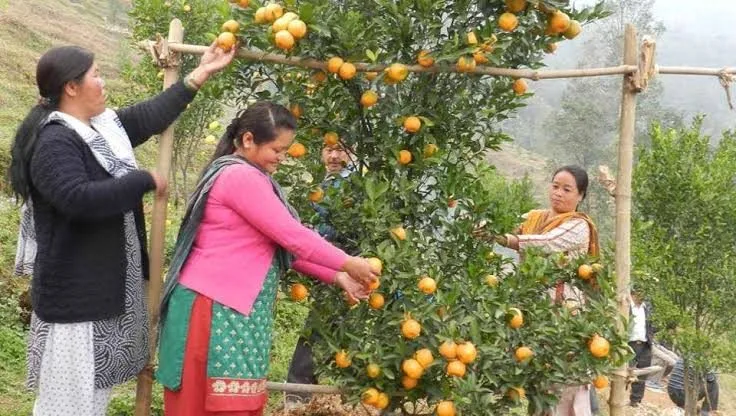 Kurseong Mandarin - mature plant reference image 2