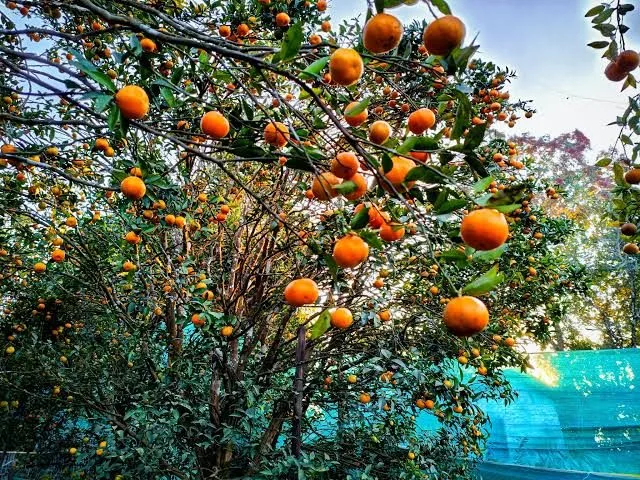 Kurseong Mandarin - mature plant reference image 3