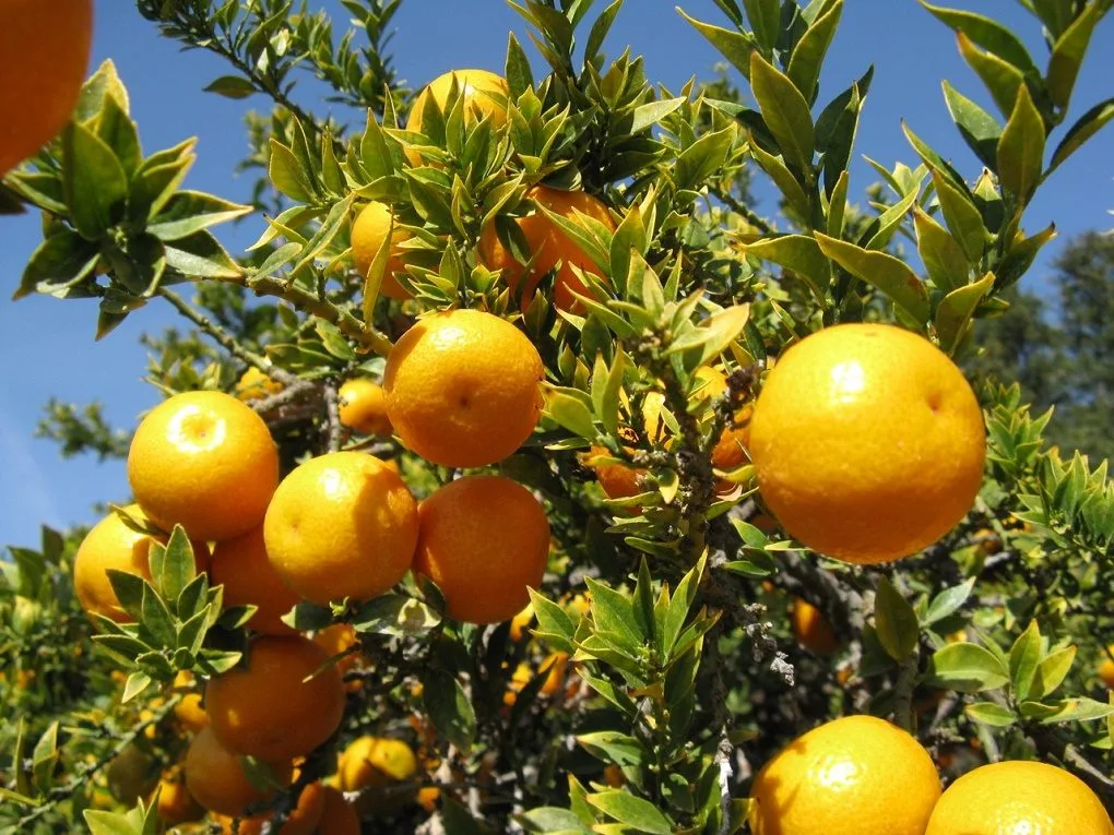 Bhutan Mandarin - mature plant reference image 1