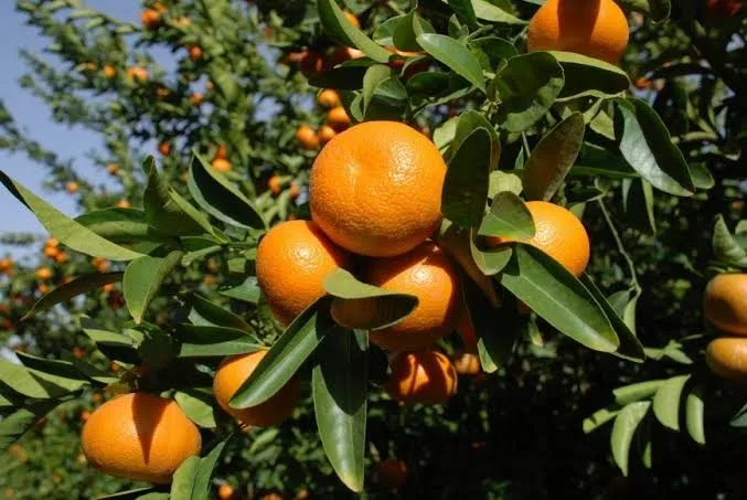Bhutan Mandarin - mature plant reference image 2