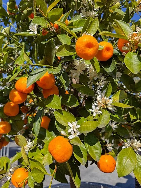 Bhutan Mandarin - mature plant reference image 3