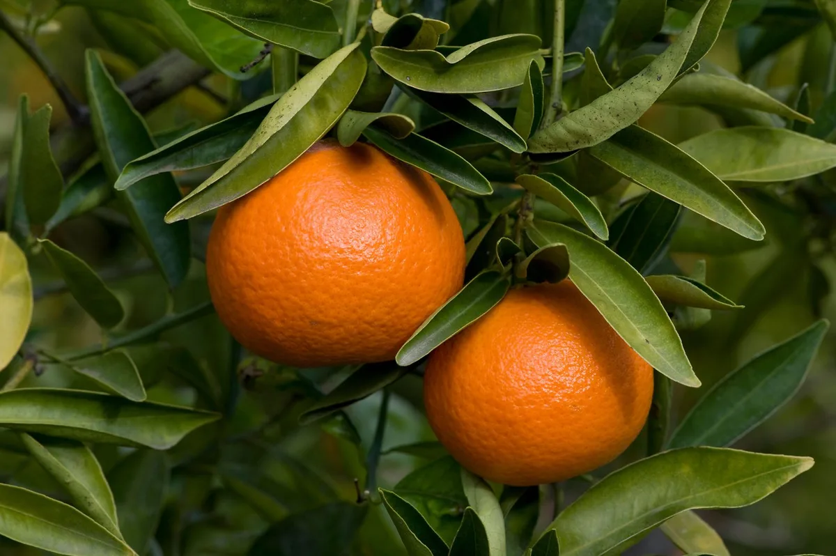 Freemont Mandarin - mature plant reference image 1