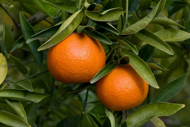 Freemont Mandarin — mature plant reference