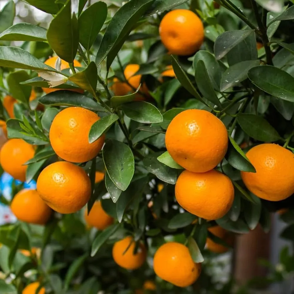Freemont Mandarin - mature plant reference image 2