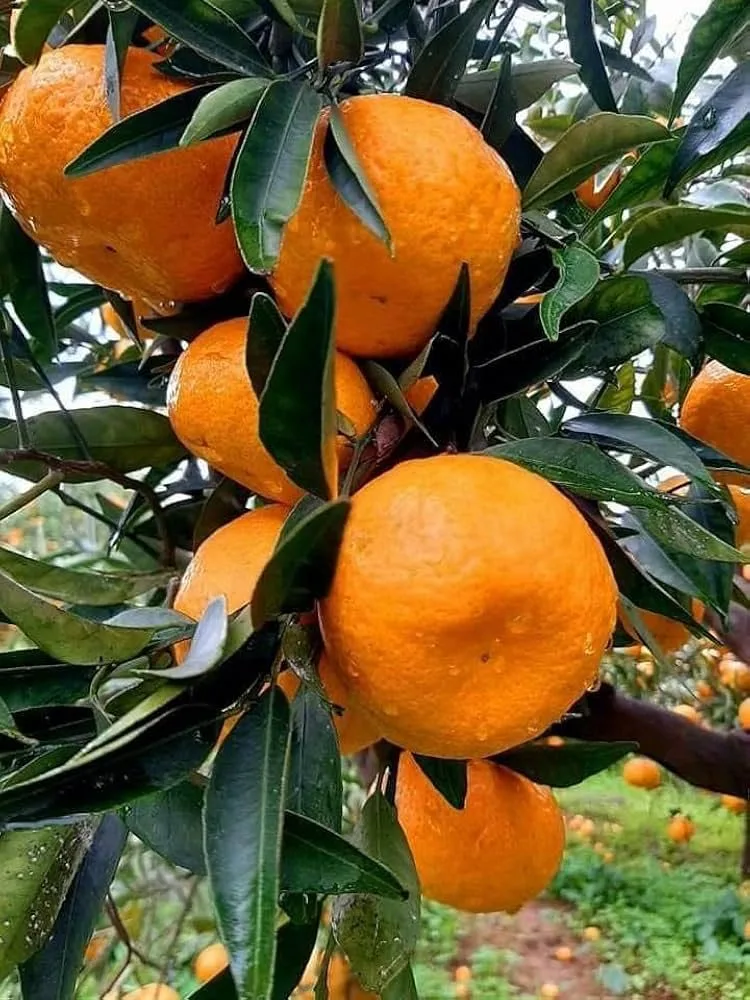 Freemont Mandarin - mature plant reference image 3