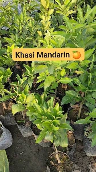 Khasi Mandarin