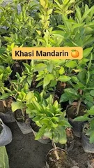 Khasi Mandarin