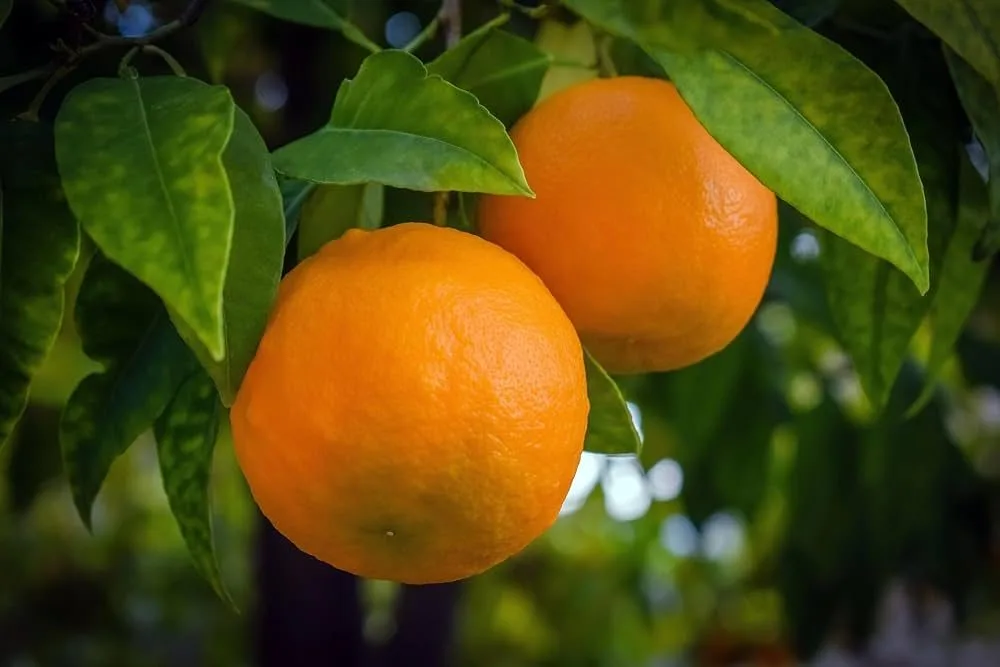 Khasi Mandarin - mature plant reference image 2