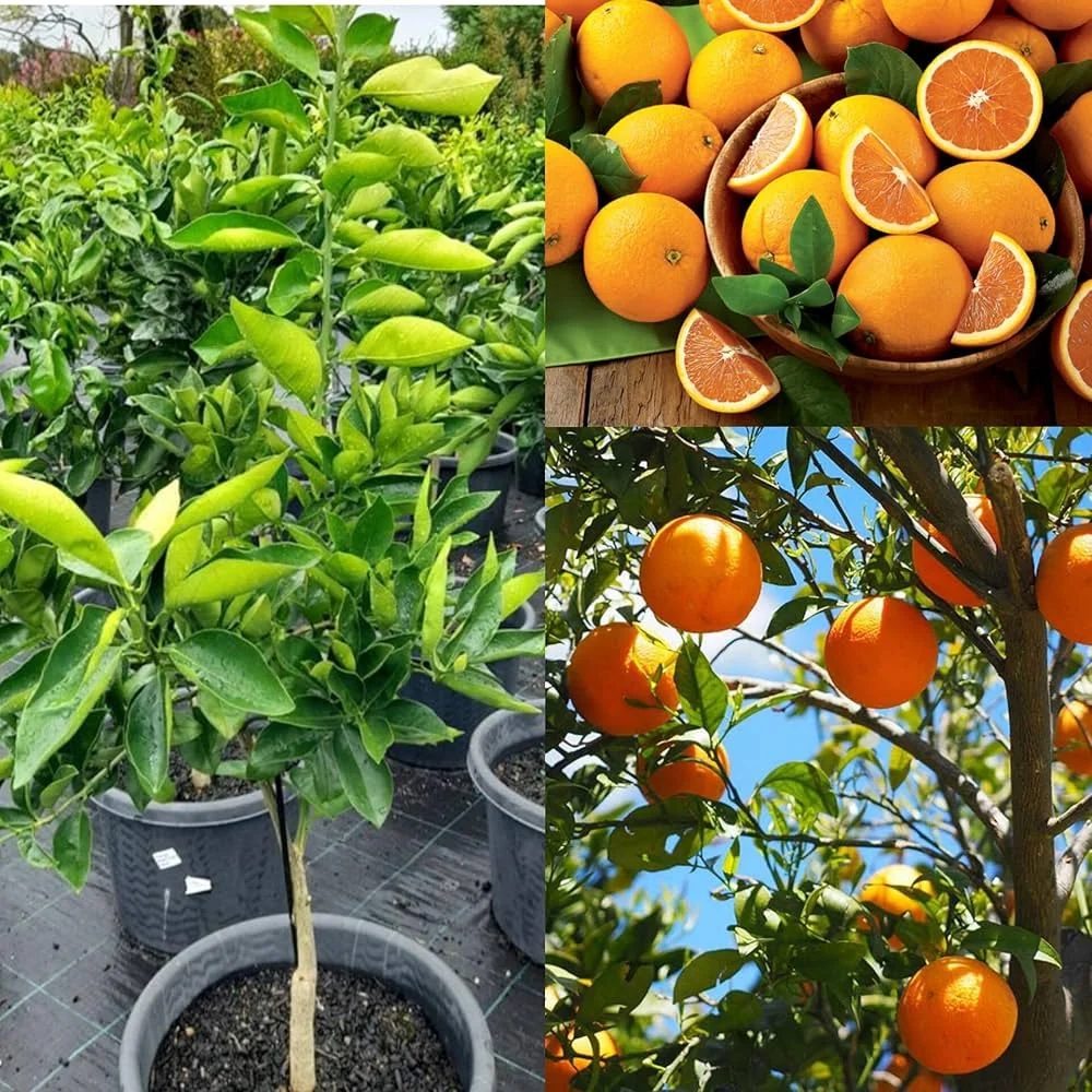Darjelling (I CAR Mandarin)