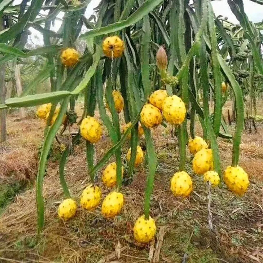 Gold Yellow - mature plant reference image 3