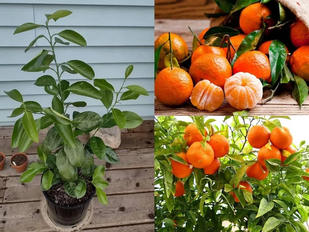 Darjelling (I CAR Mandarin) - mature plant reference image 2