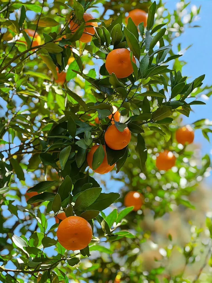 Darjelling (I CAR Mandarin) - mature plant reference image 3