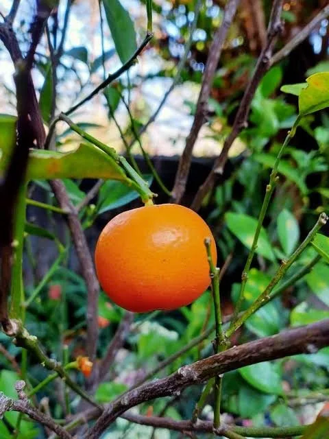 Sittong Mandarin - mature plant reference image 2