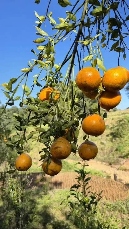 Sittong Mandarin - mature plant reference image 3