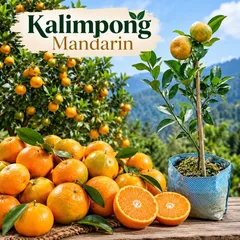 Kalimpong Mandarin