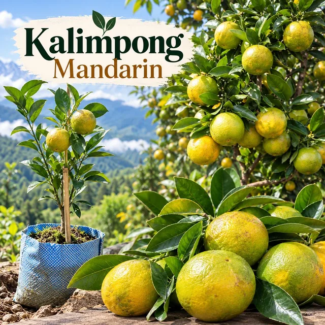 Coorg Mandarin — mature plant reference